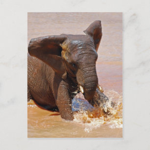 Elefant leker med vatten vykort