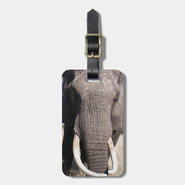 Elefant (Loxodonta africana), Abu Camp 3 Bagagebricka (Vertikal Framsida)