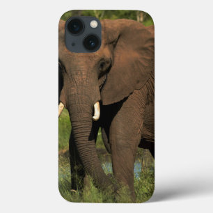 Elefant (Loxodonta Africana), Hwange National