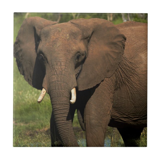 Elefant (Loxodonta Africana), Hwange National Kakelplatta (Framsidan)
