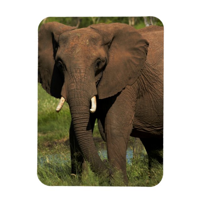 Elefant (Loxodonta Africana), Hwange National Magnet (Vertikal)