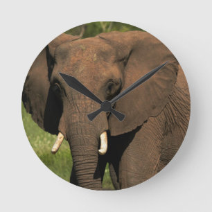 Elefant (Loxodonta Africana), Hwange National Rund Klocka