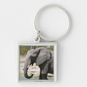 Elefant (Loxodonta africana), Savute Channel Fyrkantig Silverfärgad Nyckelring
