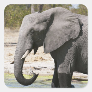 Elefant (Loxodonta africana), Savute Channel Fyrkantigt Klistermärke