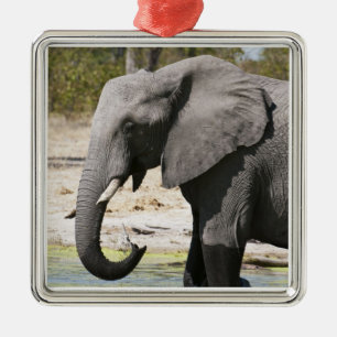 Elefant (Loxodonta africana), Savute Channel Julgransprydnad Metall