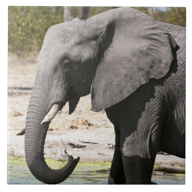 Elefant (Loxodonta africana), Savute Channel Kakelplatta (Framsidan)