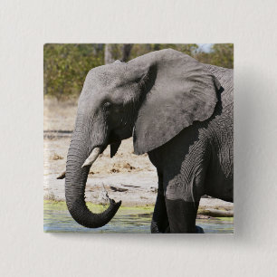 Elefant (Loxodonta africana), Savute Channel Knapp