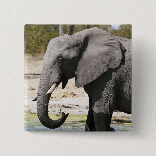 Elefant (Loxodonta africana), Savute Channel Knapp (Framsida)