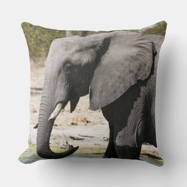 Elefant (Loxodonta africana), Savute Channel Kudde (Framsida)