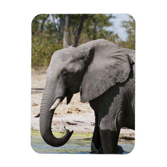Elefant (Loxodonta africana), Savute Channel Magnet (Vertikal)