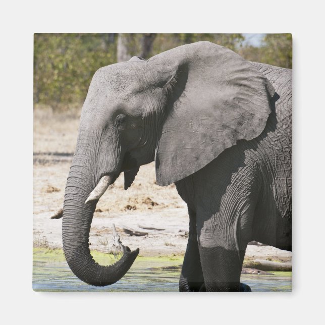 Elefant (Loxodonta africana), Savute Channel Magnet (Framsidan)