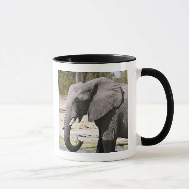 Elefant (Loxodonta africana), Savute Channel Mugg (Höger)