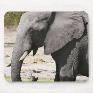 Elefant (Loxodonta africana), Savute Channel Musmatta