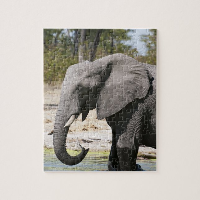 Elefant (Loxodonta africana), Savute Channel Pussel (Vertikal)