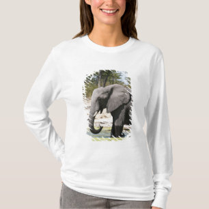 Elefant (Loxodonta africana), Savute Channel Tee