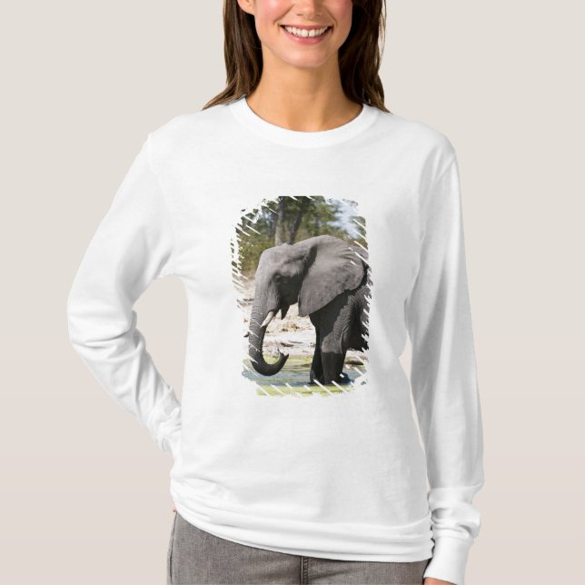 Elefant (Loxodonta africana), Savute Channel Tee (Framsida)