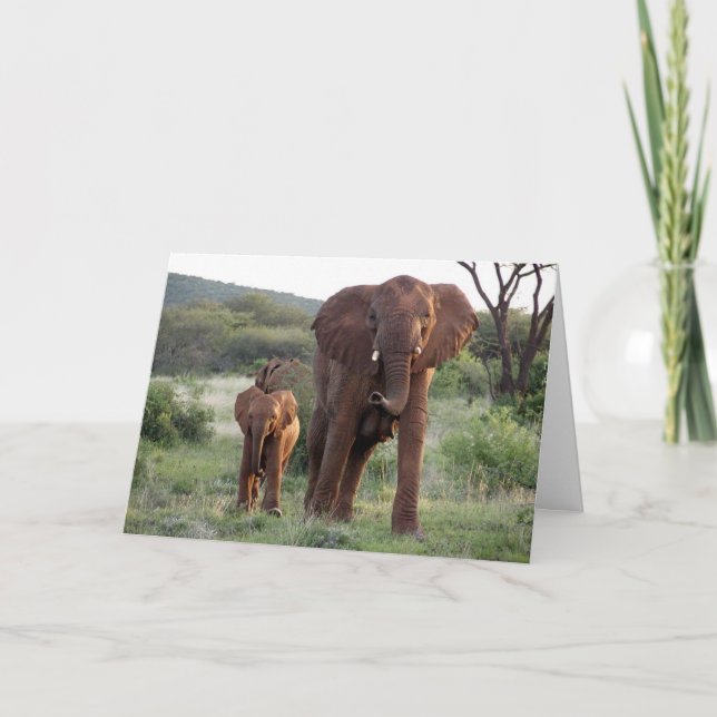 Elefant med kalvkortet kort (Framsida)