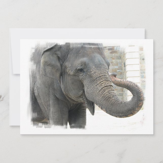 Elefant med krullad staminbjudan inbjudningar (Framsida)