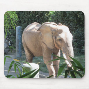 Elefant Musmatta