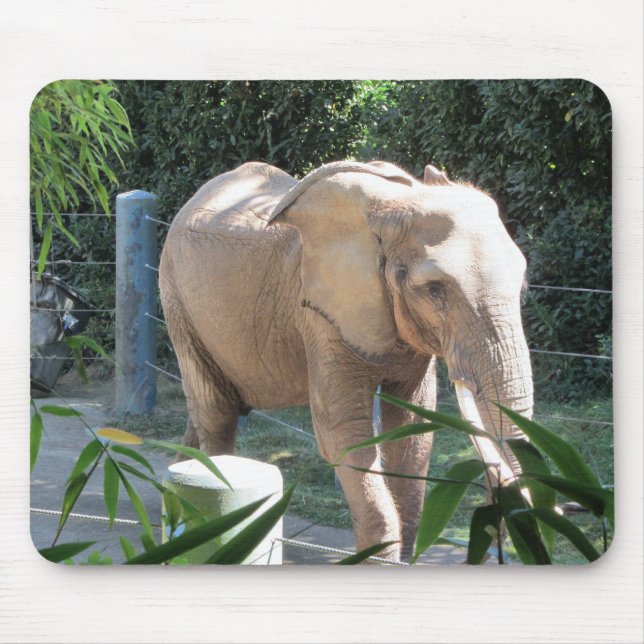Elefant Musmatta (Framsidan)