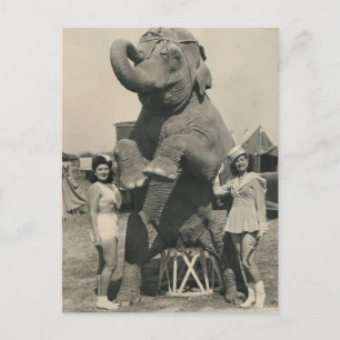 elefant och 2 flickcirkus vykort