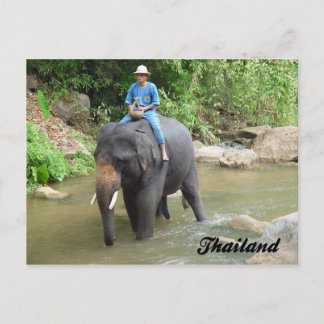 Elefant och Mahout Chiang Mai, Thailand vykort