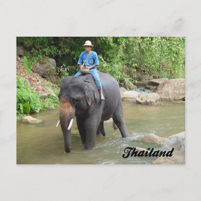 Elefant och Mahout Chiang Mai, Thailand vykort (Framsida)