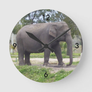 Elefant på lugn vandringsled Tid Rund Klocka