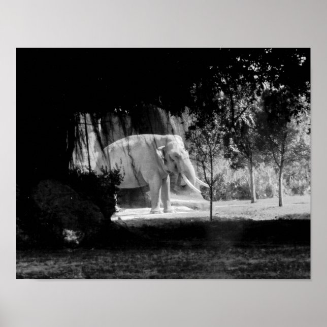 Elefant Photo Print 14 tum x 11 tum Poster (Framsidan)