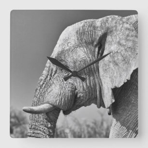 Elefant porträtt fyrkantig klocka