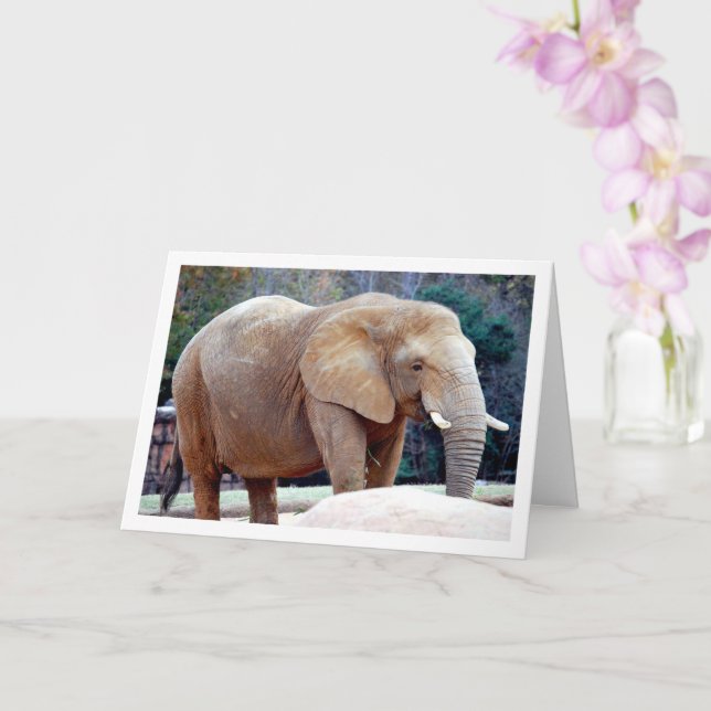 Elefant Porträtt Kort (Orkide)