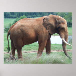 elefant poster