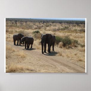 Elefant Poster