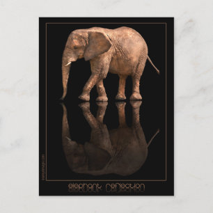 Elefant Reflection Postcard Vykort