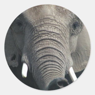 Elefant Runt Klistermärke
