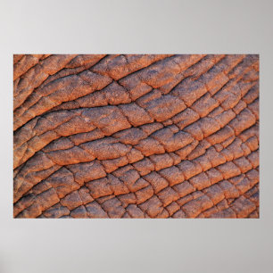 Elefant skin elephant poster