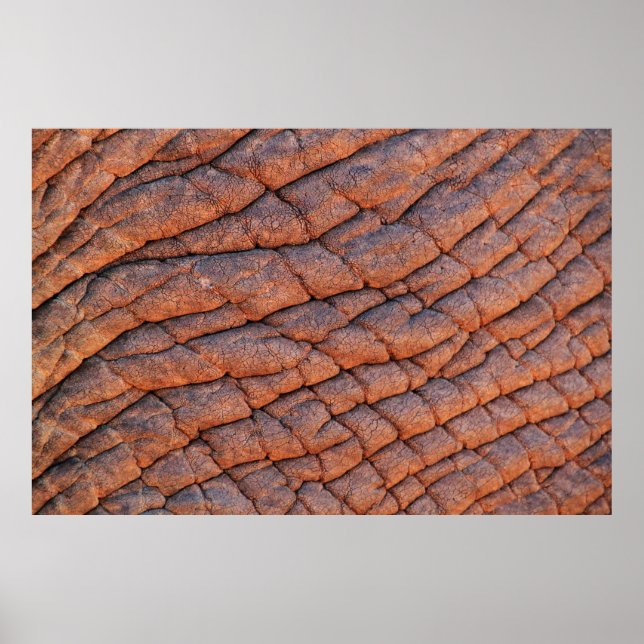 Elefant skin elephant poster (Framsidan)