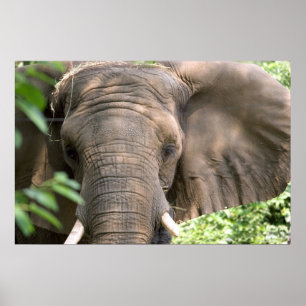 Elefant Skriv ut Poster