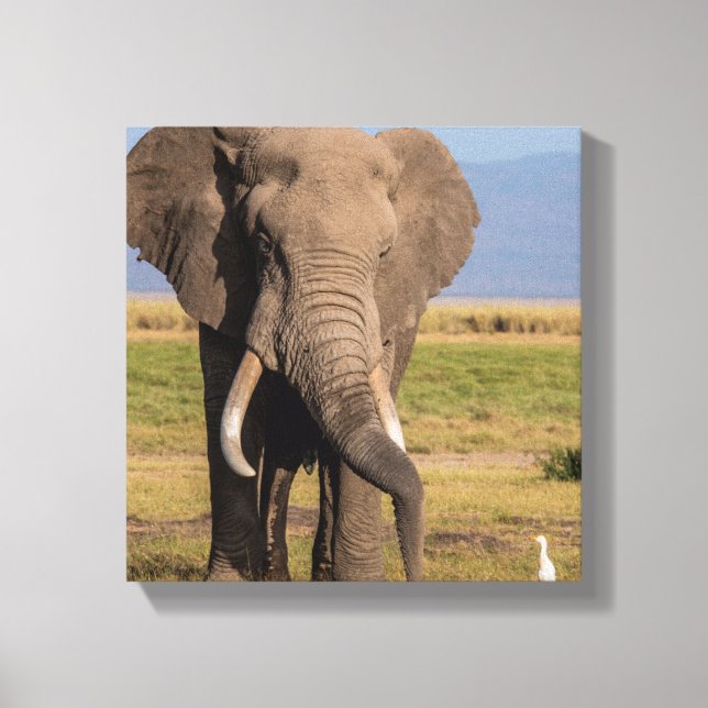 Elefant Söker Canvastryck (Framsida)