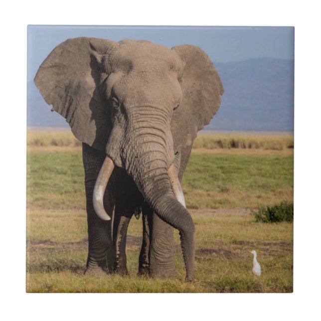 Elefant Söker Kakelplatta (Framsidan)