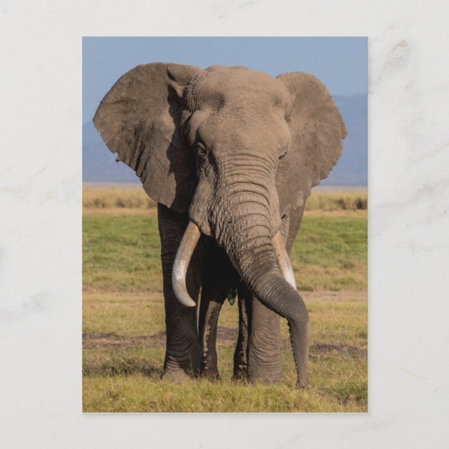 Elefant Söker Vykort (Framsida)
