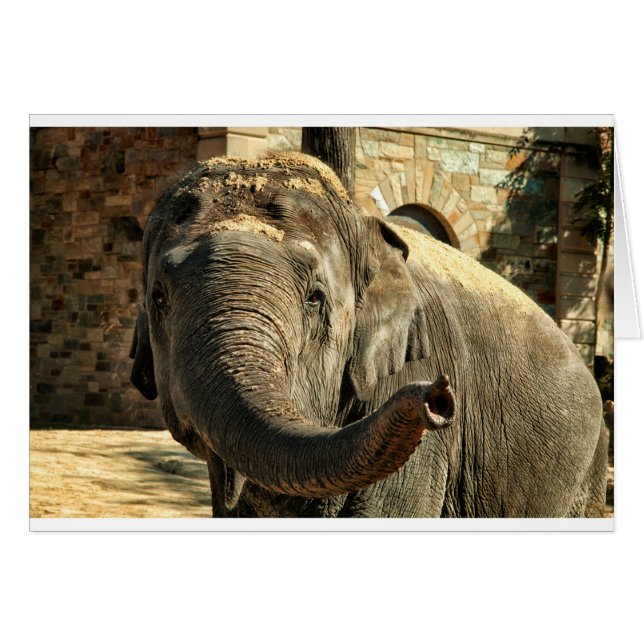 Elefant som framåtriktat pekar med stammen hälsningskort (Framsidan Horizontal)
