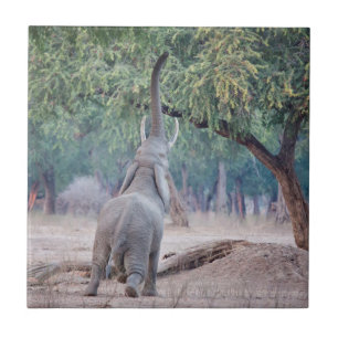 Elefant som når Acacia träd Kakelplatta