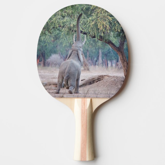 Elefant som når Acacia träd Pingisracket (Framsidan)