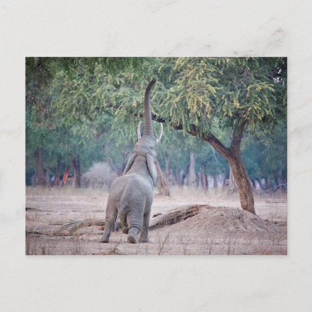 Elefant som når Acacia träd Vykort (Framsida)