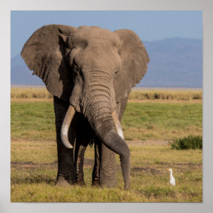 Elefant som söker Groungen Poster