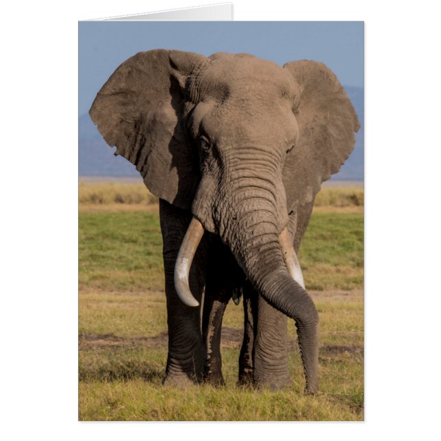 Elefant som söker hälsningskort (Framsidan)