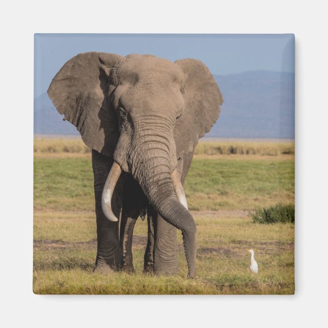 Elefant som söker magnet (Framsidan)