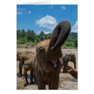 Elefant Sri Lanka Hälsningskort