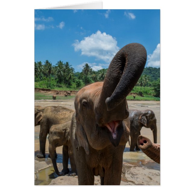 Elefant Sri Lanka Hälsningskort (Framsidan)